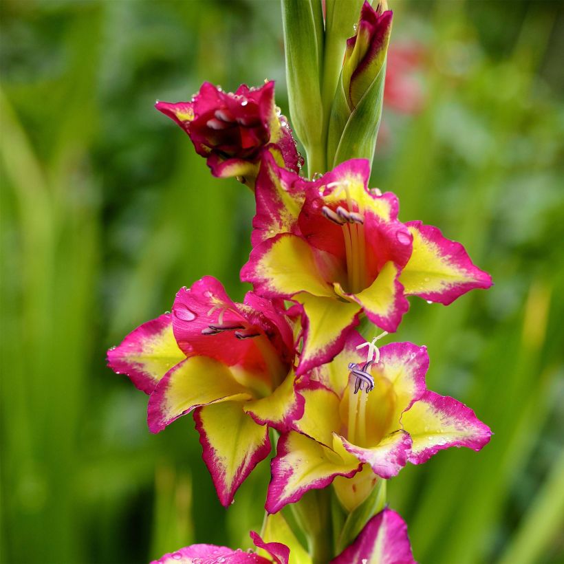 Glaïeul Flevo Laguna (Floraison)