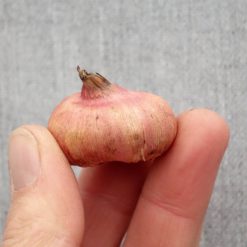 Spécimen de Gladiolus ou Glaïeuls en mélange (petites fleurs) Bulbe tel que livré au printemps