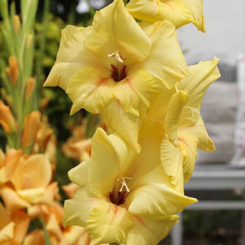 Glaïeul ou Gladiolus Ovatie (Floraison)