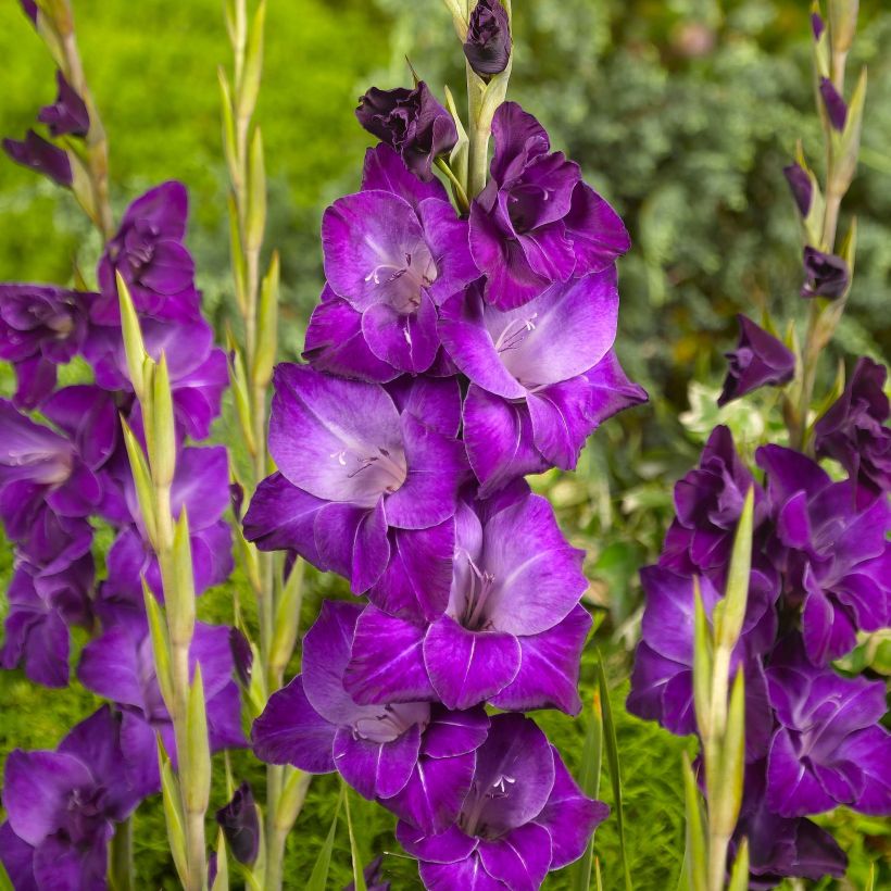 Glaïeul ou Gladiolus papillon Violetta (Floraison)