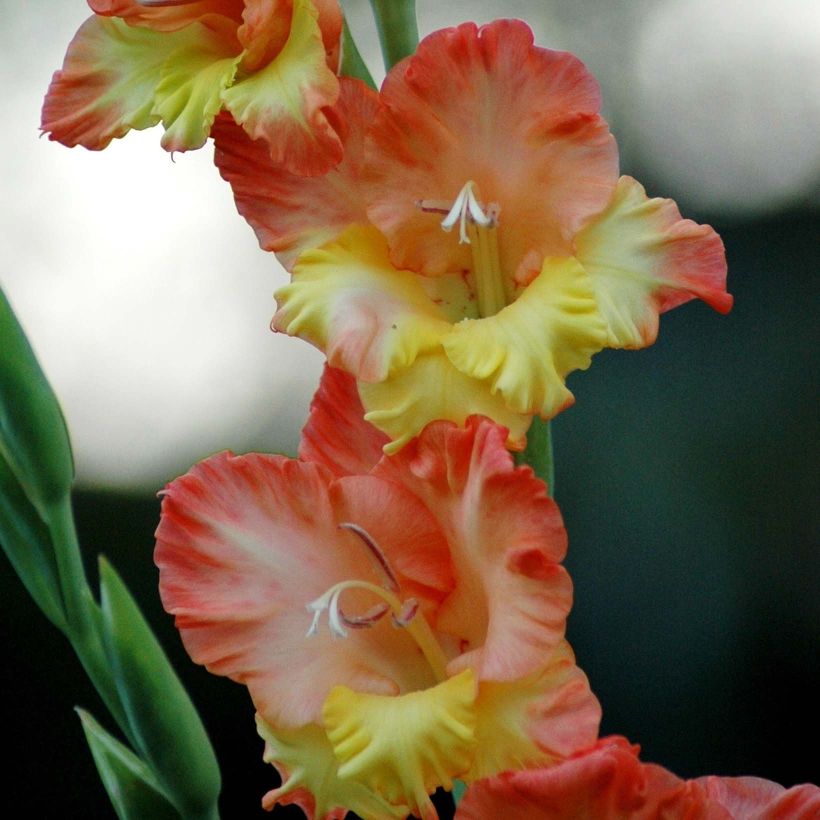 Glaïeul ou Gladiolus Princess Margaret Rose (Floraison)