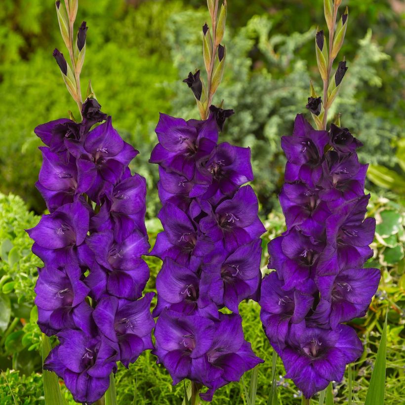 Glaïeul ou Gladiolus Purple Flora (Floraison)
