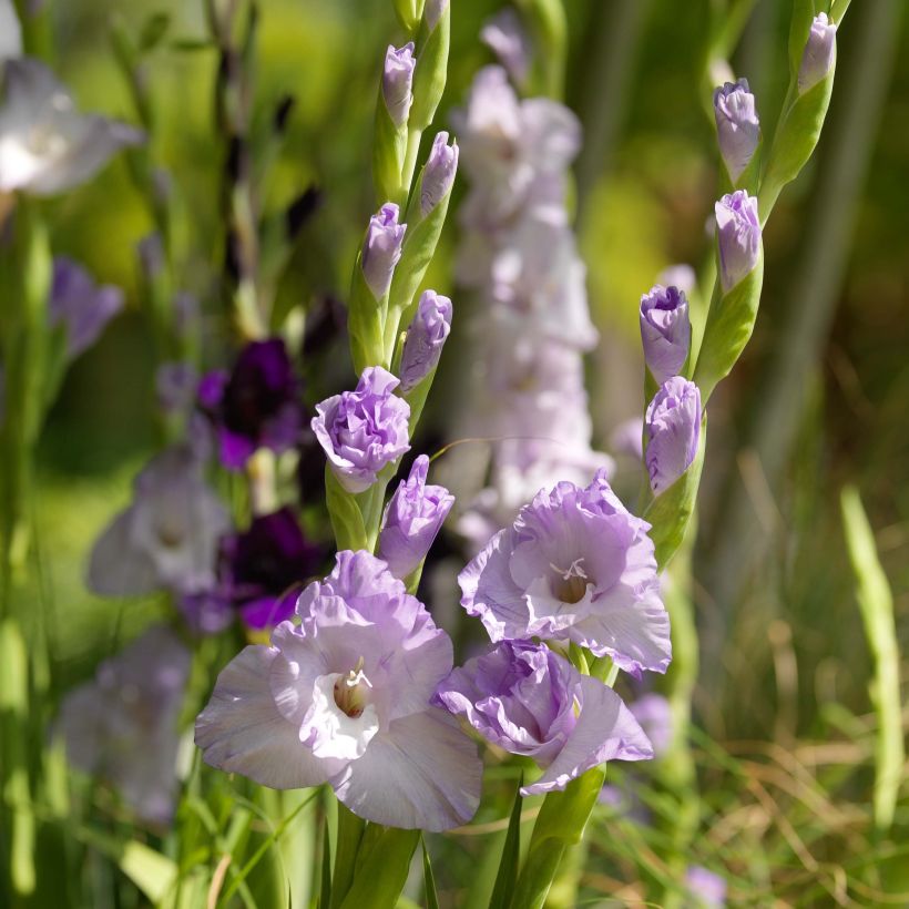 Glaïeul ou Gladiolus Sweet Blue (Floraison)