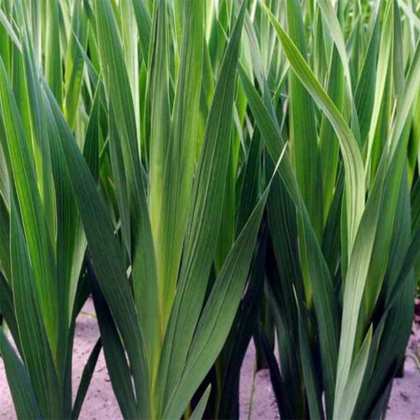 Glaïeul ou Gladiolus Traderhorn (Feuillage)