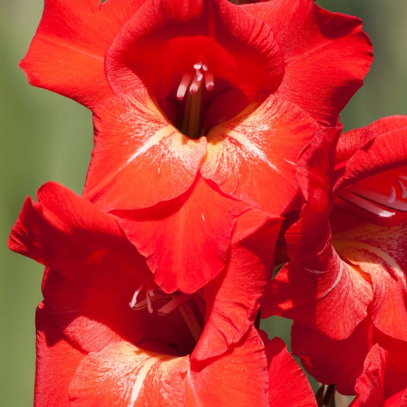 Glaïeul ou Gladiolus Traderhorn (Floraison)