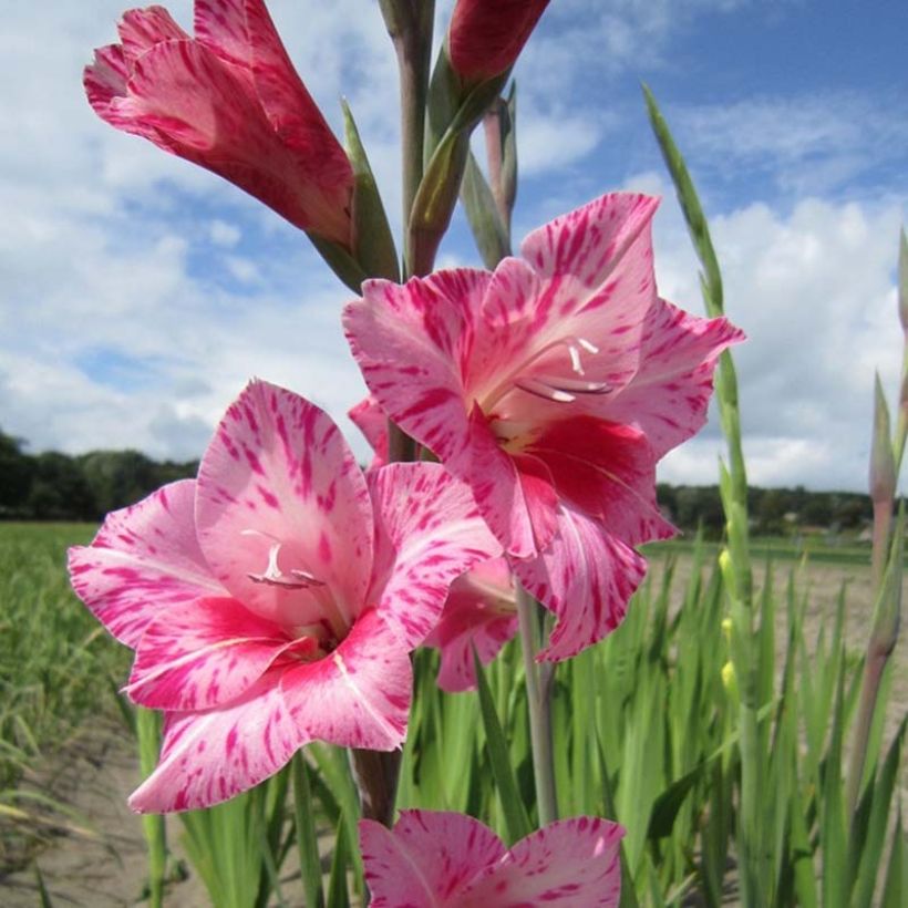 Glaïeul tubergenii Bibi (Floraison)