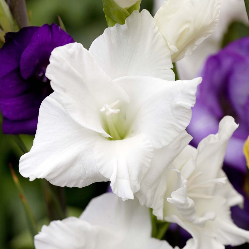 Glaïeul ou Gladiolus White Prosperity (Floraison)