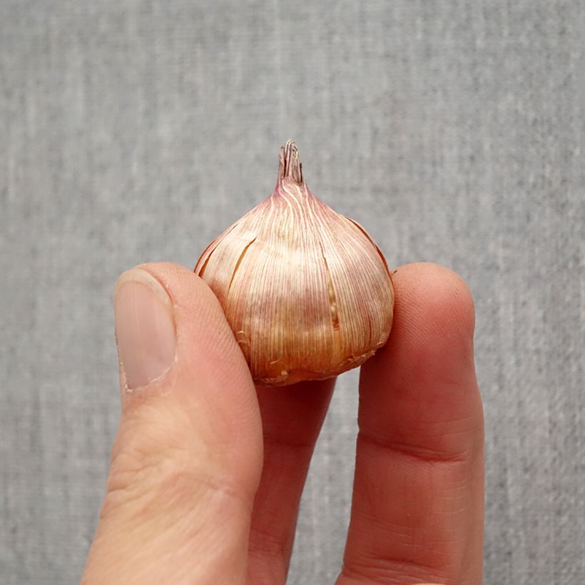 Spécimen de Glaïeul ou Gladiolus Bimbo Bulbe tel que livré au printemps