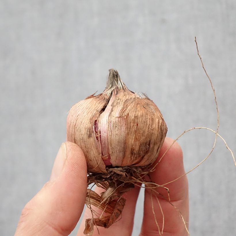 Spécimen de Glaïeul ou Gladiolus Black Surprise Bulbe tel que livré au printemps
