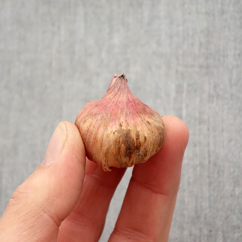 Spécimen de Glaieul ou Gladiolus carneus var albidus - Bulbe tel que livré au printemps