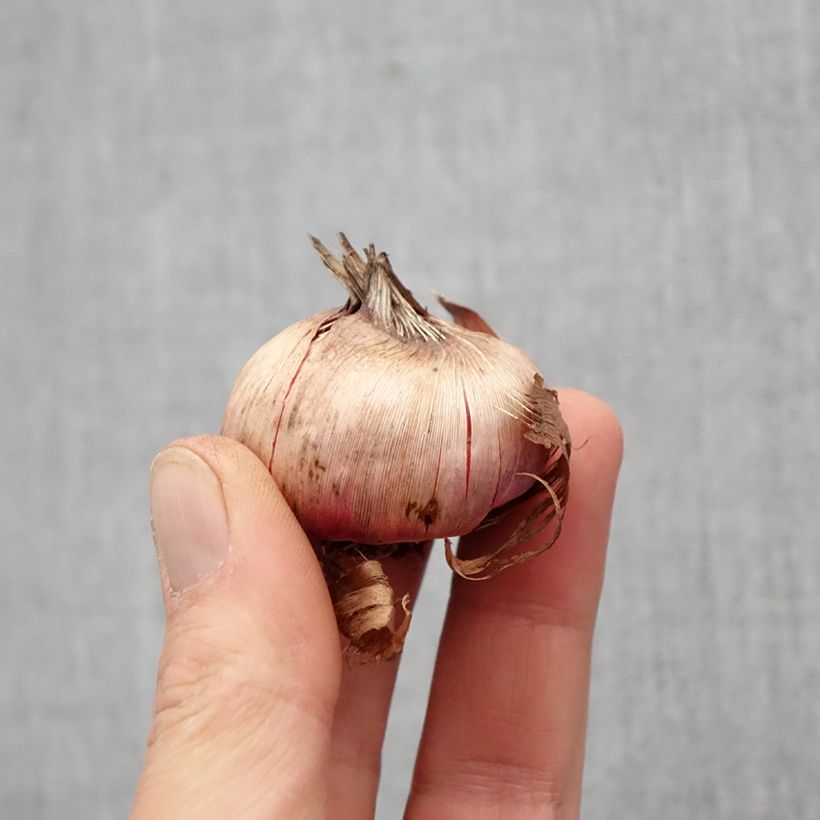 Spécimen de Glaïeul ou Gladiolus Cayenne Bulbe tel que livré au printemps