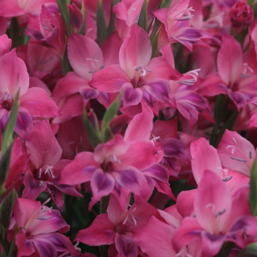 Gladiolus nanus Vulcano - Glaïeul papillon (Floraison)