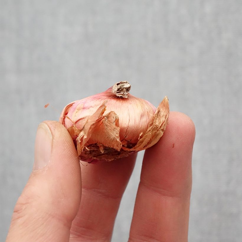 Spécimen de Glaieul ou Gladiolus primulinus Atom Bulbe tel que livré au printemps