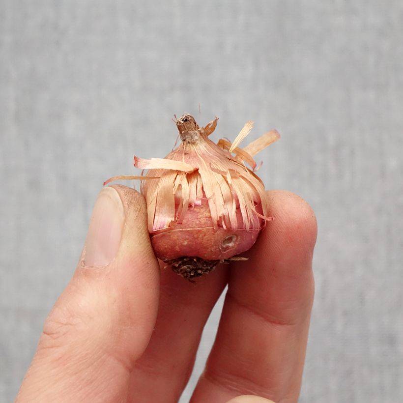 Spécimen de Glaieul ou Gladiolus primulinus Mirella Bulbe tel que livré au printemps
