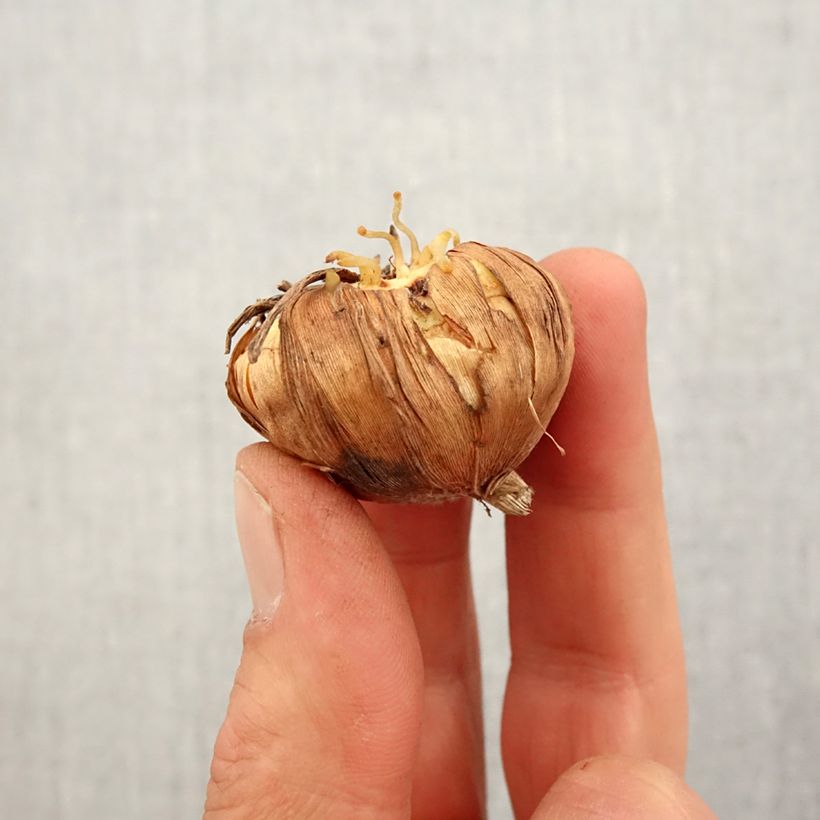 Spécimen de Glaïeul tubergenii Bibi Bulbe tel que livré au printemps