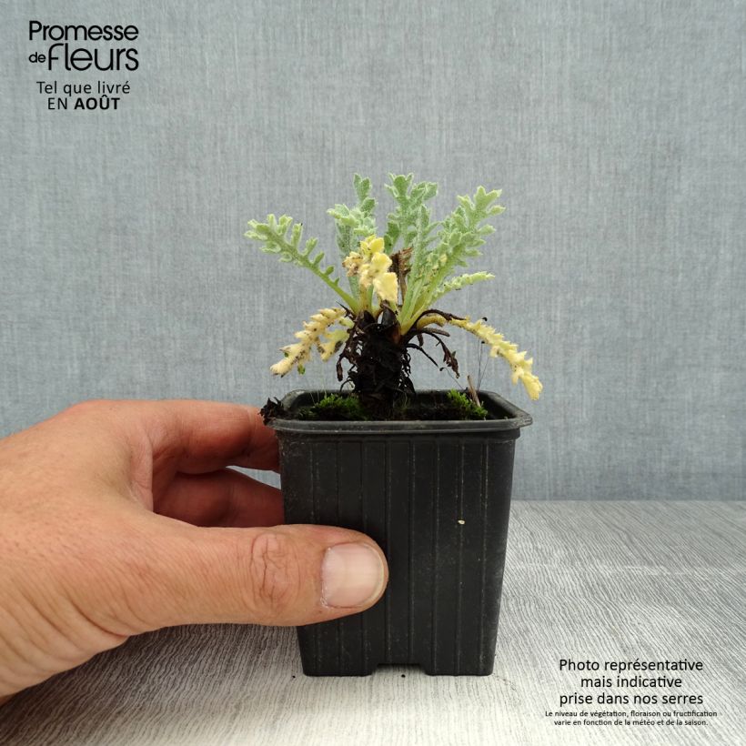 Spécimen de Glaucium flavum - Pavot cornu Godet de 8/9 cm tel que livré en été