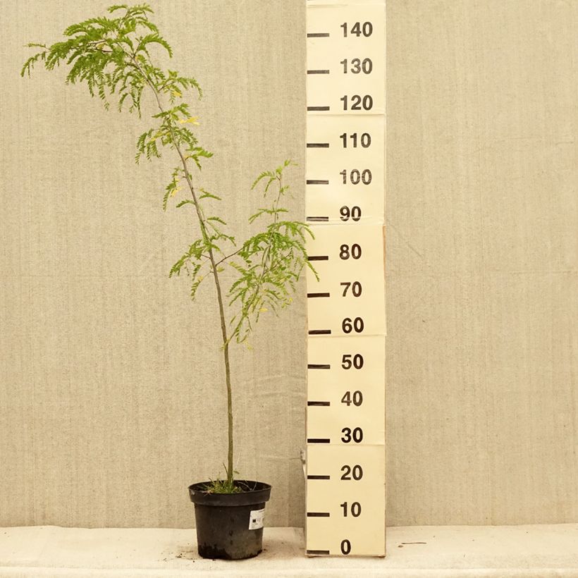 Spécimen de Gleditsia triacanthos - Févier d'Amérique Pot de 4L/5L tel que livré en été
