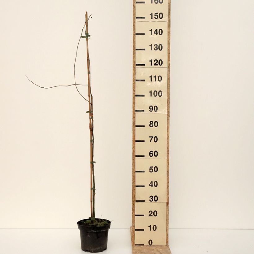 Spécimen de Gleditsia triacanthos Goofy - Févier d'Amérique - Pot de 7,5L/10L tel que livré en hiver
