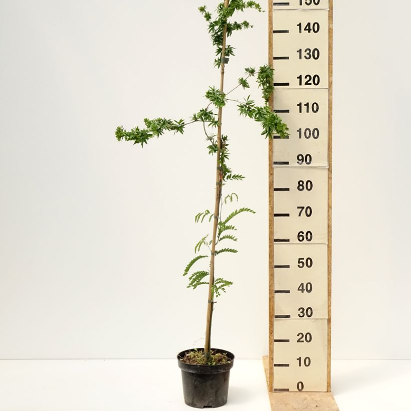 Spécimen de Gleditsia triacanthos Goofy - Févier d'Amérique Pot de 7,5L/10L tel que livré au printemps