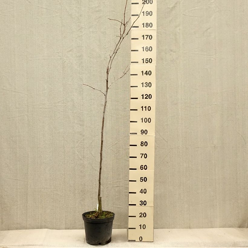 Spécimen de Gleditsia triacanthos Shademaster - Févier d'Amérique Pot de 7,5L/10L tel que livré en automne