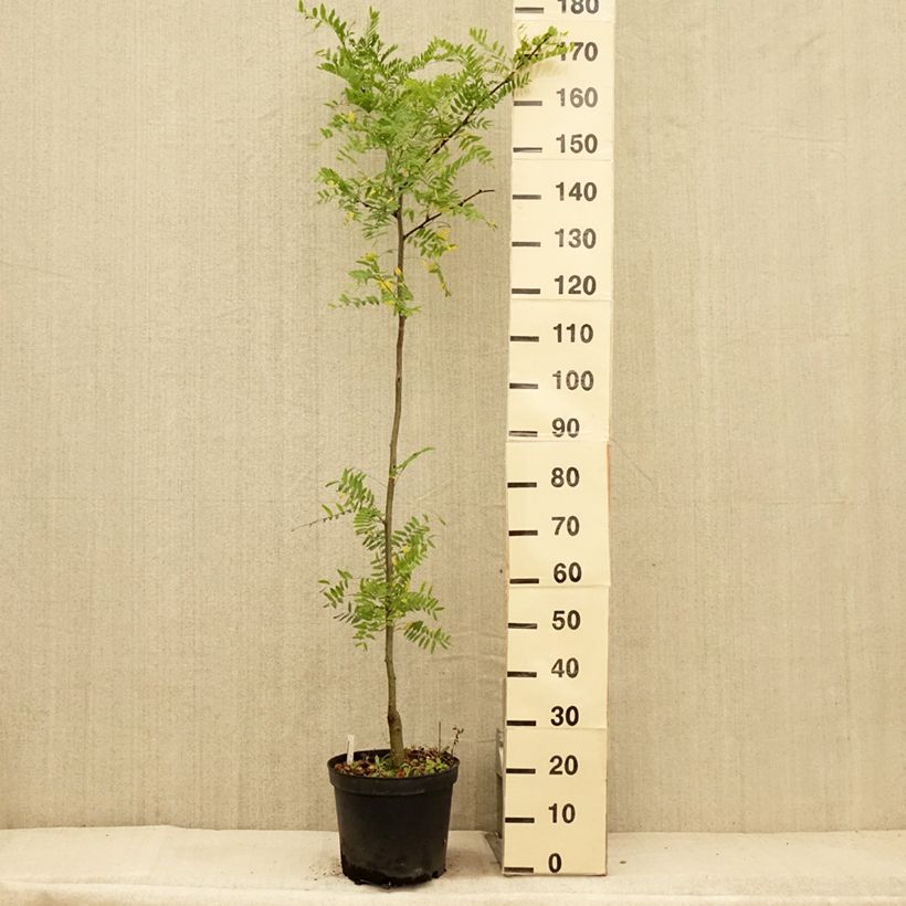 Spécimen de Gleditsia triacanthos Shademaster - Févier d'Amérique Pot de 7,5L/10L tel que livré en été