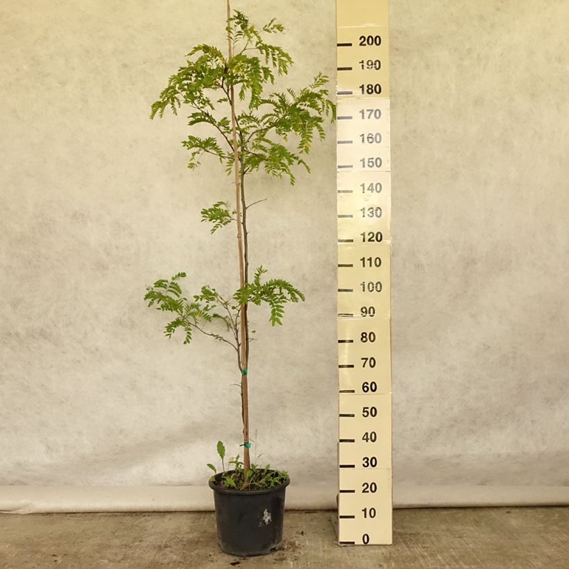 Spécimen de Gleditsia triacanthos Skyline - Févier d'Amérique Pot de 12L/15L, Baliveau tel que livré en été