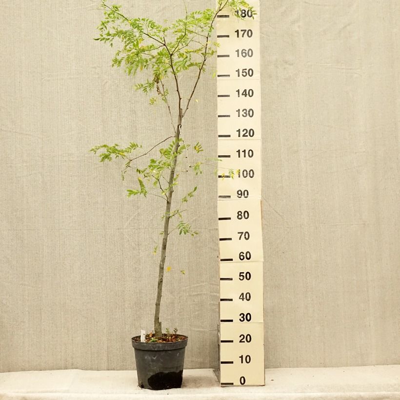 Spécimen de Gleditsia triacanthos Skyline - Févier d'Amérique Pot de 7,5L/10L tel que livré en été