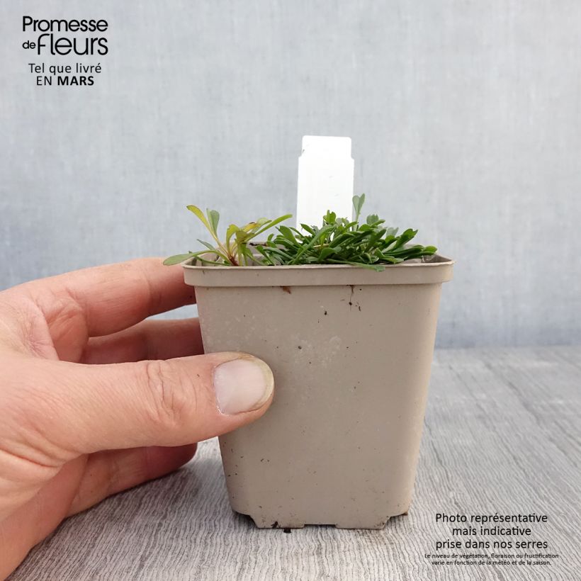 Spécimen de Globularia cordifolia Godet de 9cm tel que livré au printemps