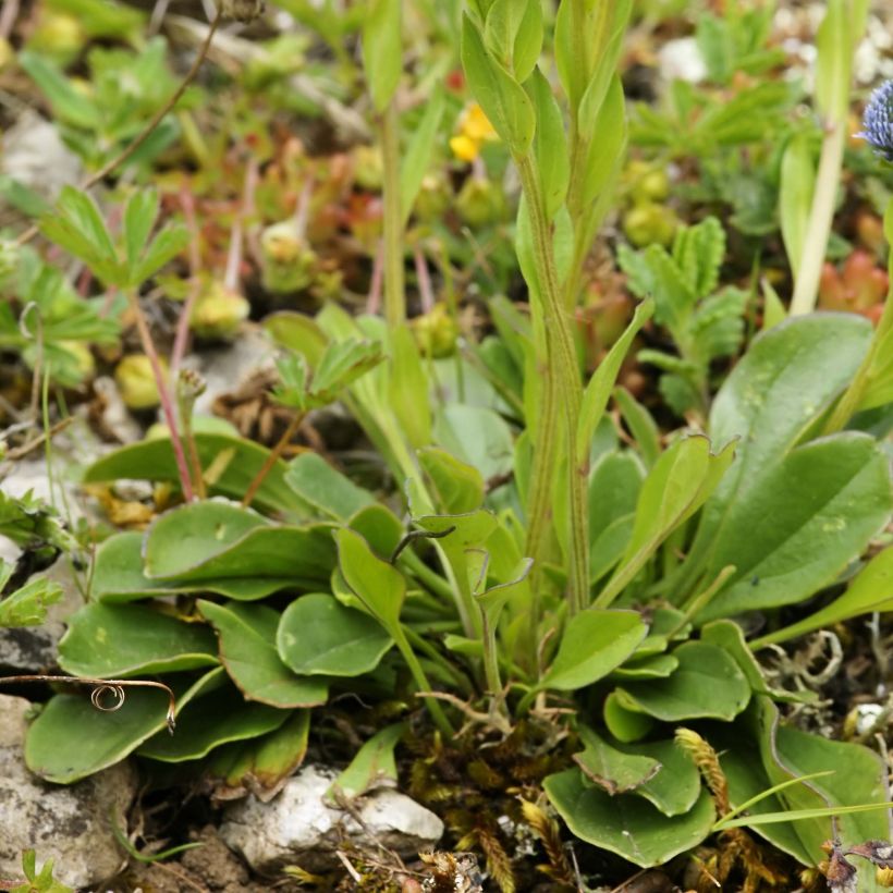 Globularia punctata - Globulaire commune (Feuillage)