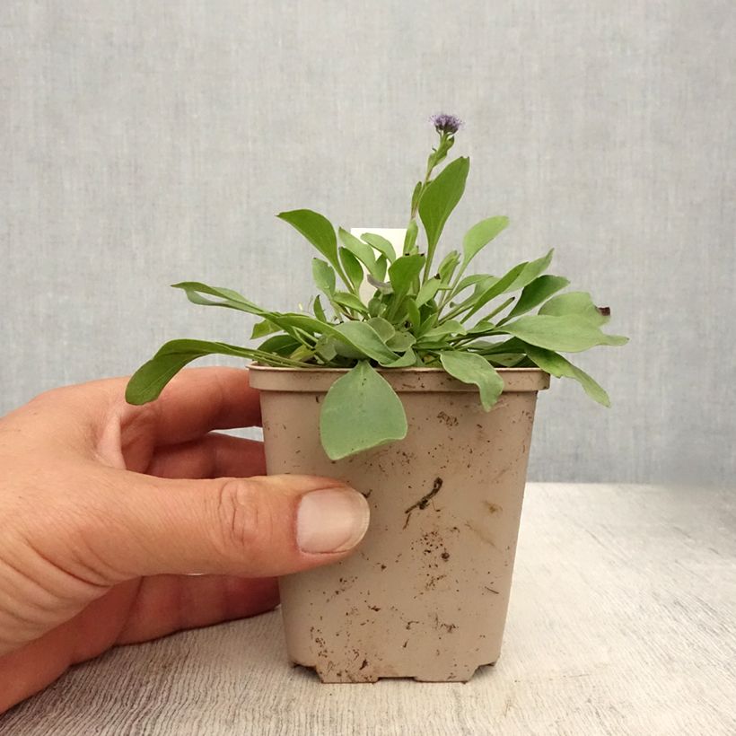 Spécimen de Globularia punctata - Globulaire commune Godet de 8/9 cm tel que livré en été
