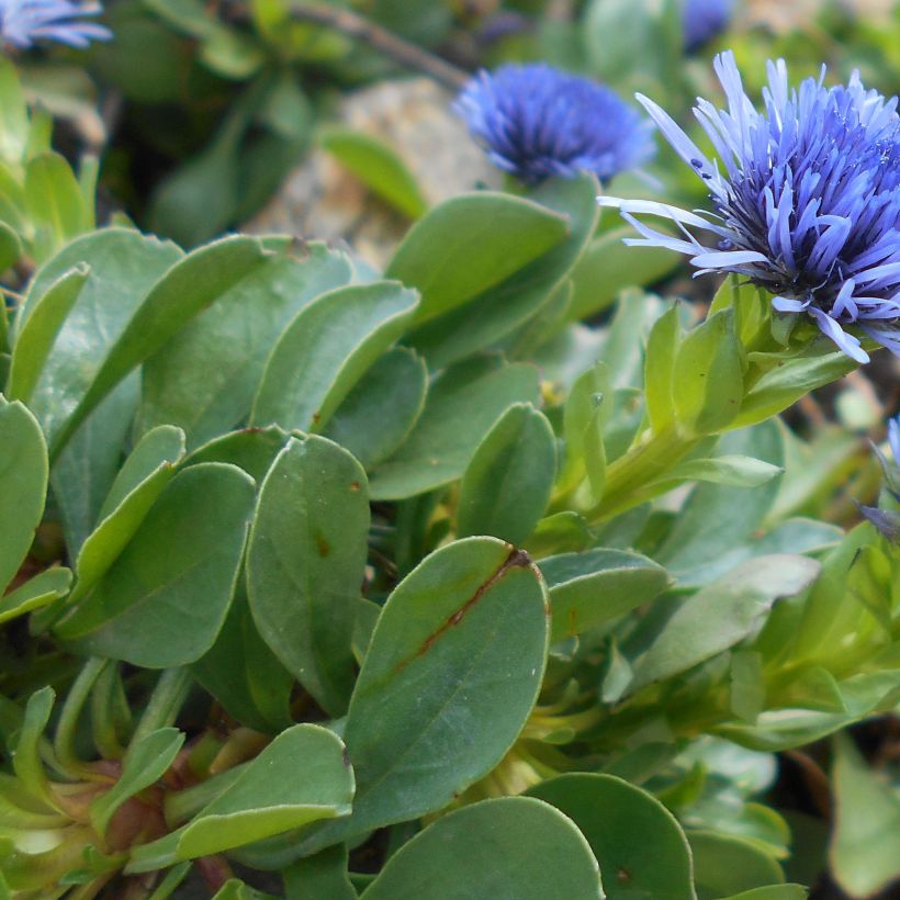 Globularia trichosantha - Globulaire (Feuillage)