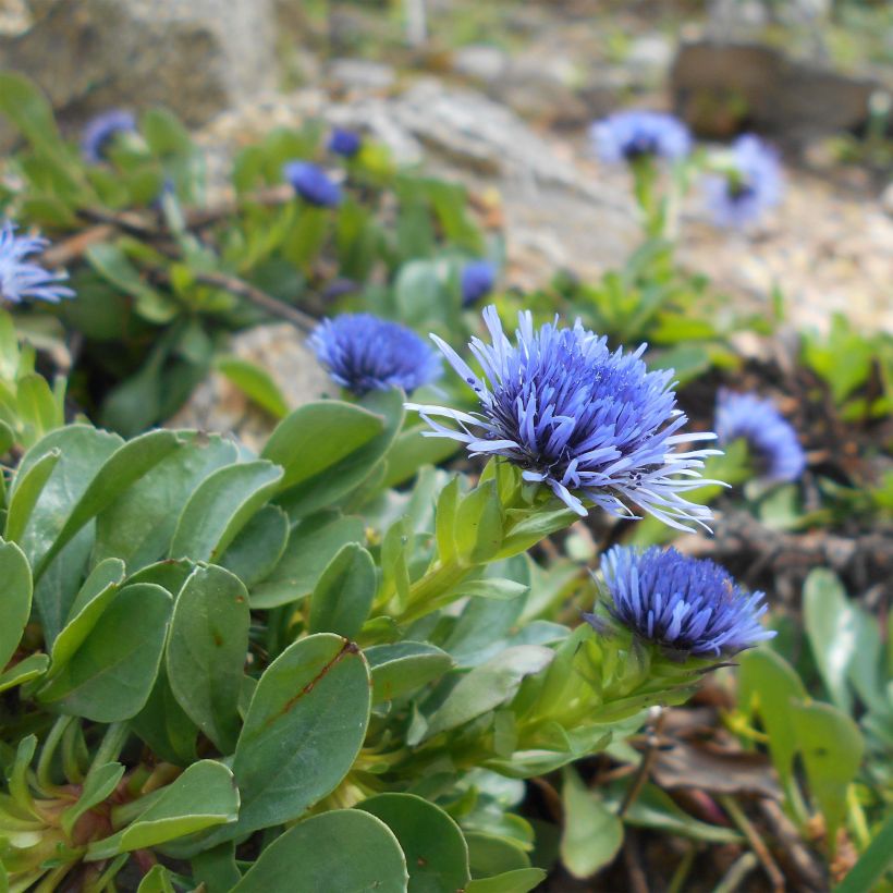 Globularia trichosantha - Globulaire (Floraison)