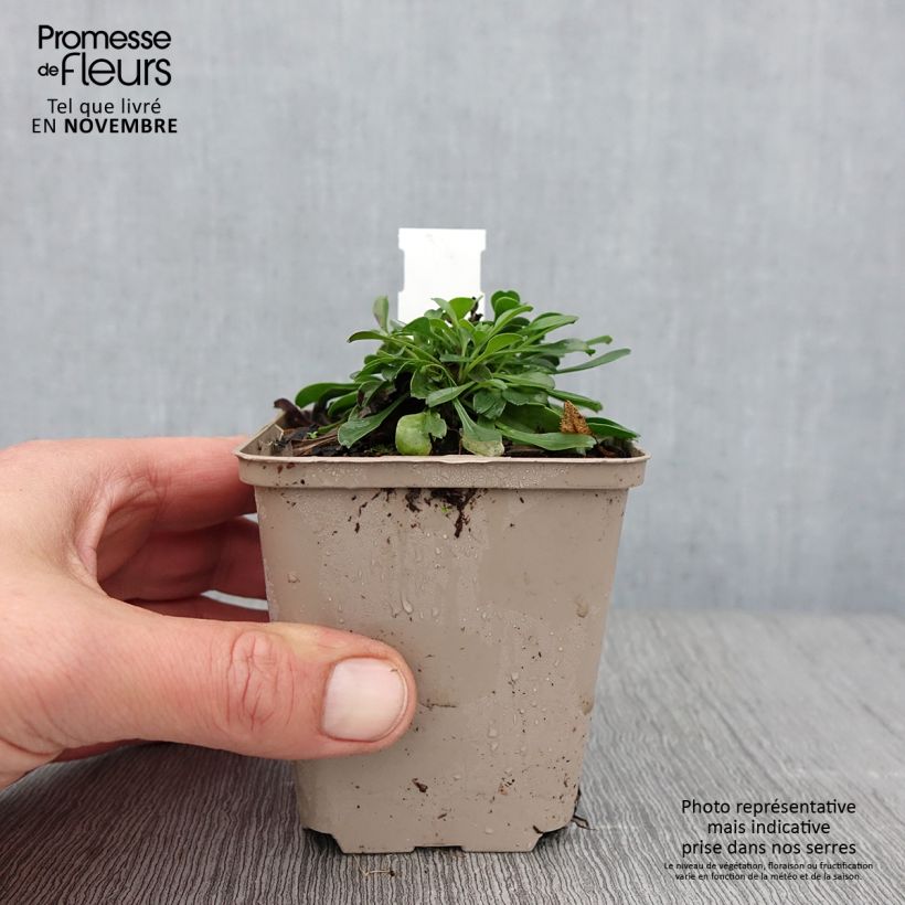 Spécimen de Globularia trichosantha - Globulaire Godet de 8/9 cm tel que livré en automne