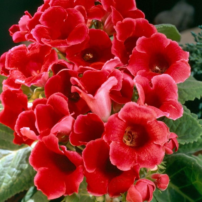 Gloxinia Etoile de feu   (Floraison)