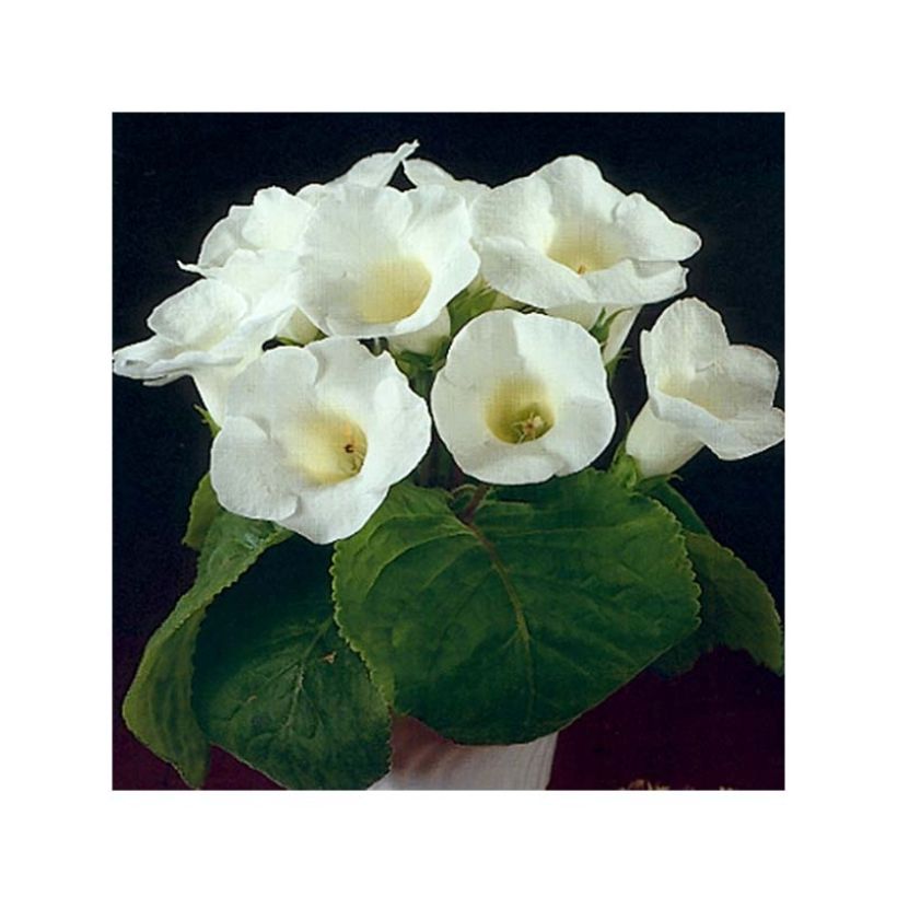 Gloxinia Mont Blanc   (Floraison)