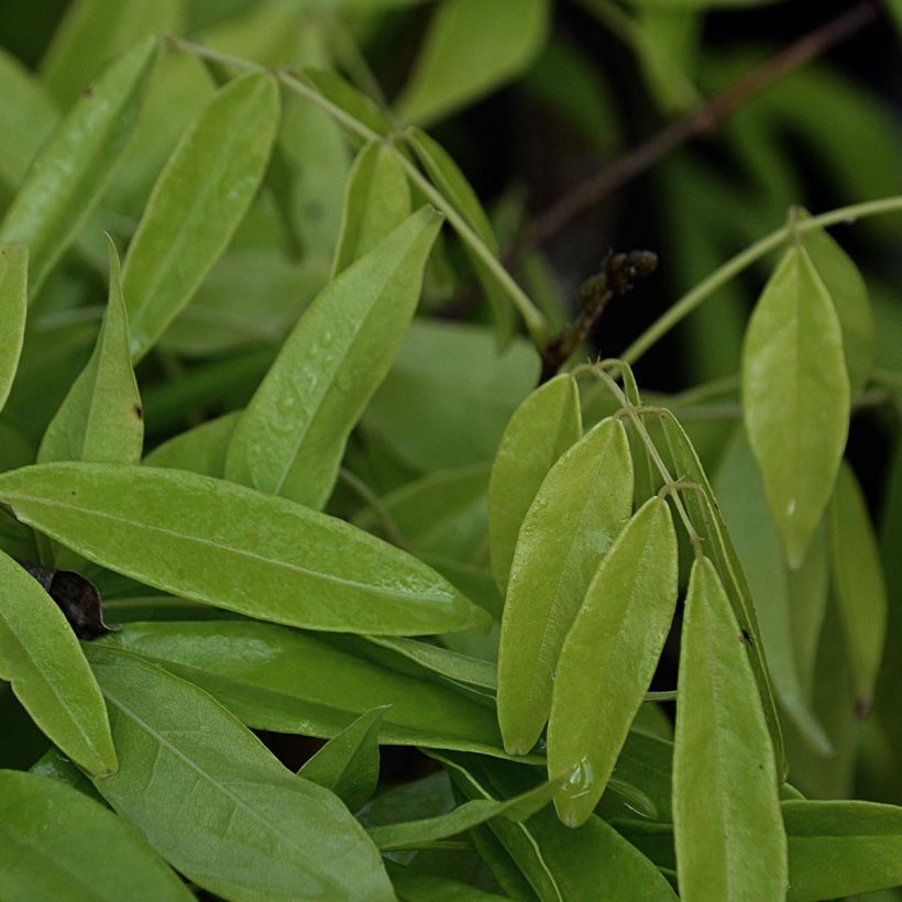 Glycine d'été - Millettia japonica Satsuma (Feuillage)
