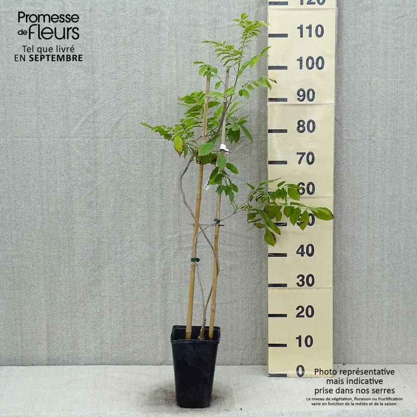 Spécimen de Glycine de Chine Blue Line - Wisteria sinensis Pot de 2L/3L tel que livré en été