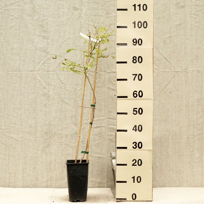 Spécimen de Glycine de Chine Caroline - Wisteria sinensis Pot de 2L/3L, Plant greffé de + de 18 mois tel que livré en été