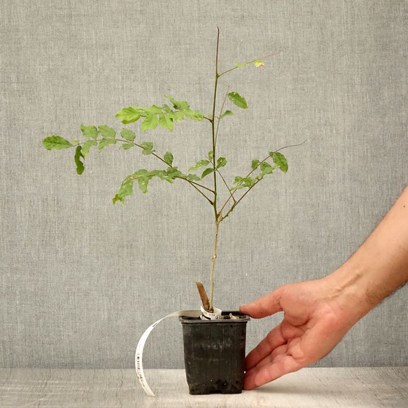 Spécimen de Glycine de Chine - Wisteria sinensis Alba Godet de 8/9 cm tel que livré en été