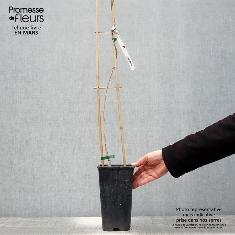 Spécimen de Glycine de Chine - Wisteria sinensis Alba en pot de 2/3L tel que livré au printemps