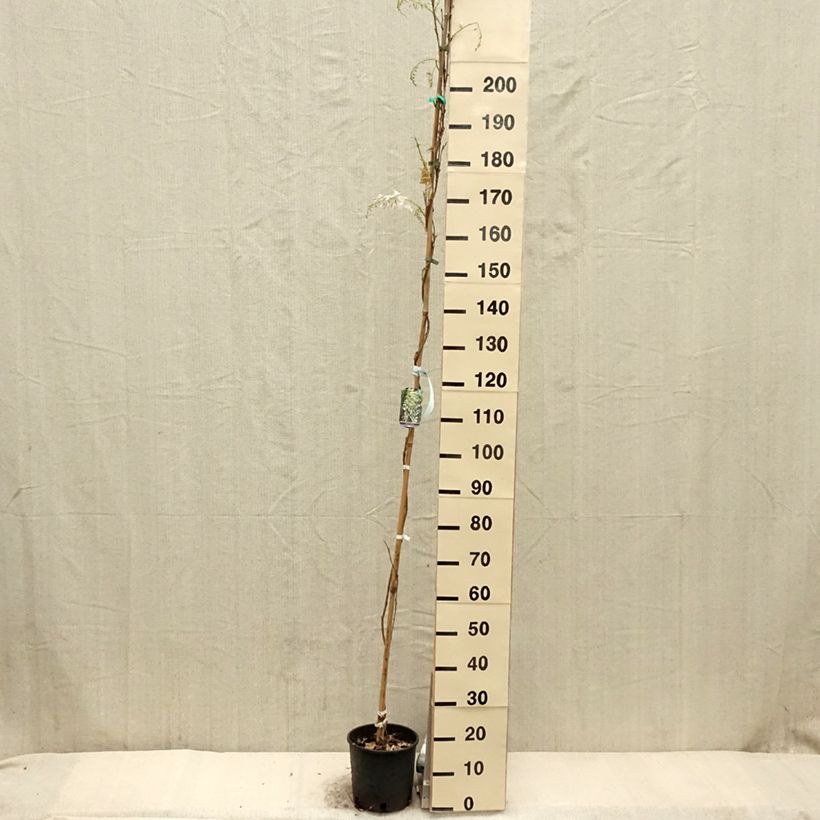 Spécimen de Glycine de Chine - Wisteria sinensis Alba en pot de 3L tel que livré au printemps