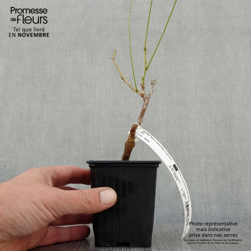 Spécimen de Glycine de Chine - Wisteria sinensis Godet de 8/9 cm tel que livré en automne