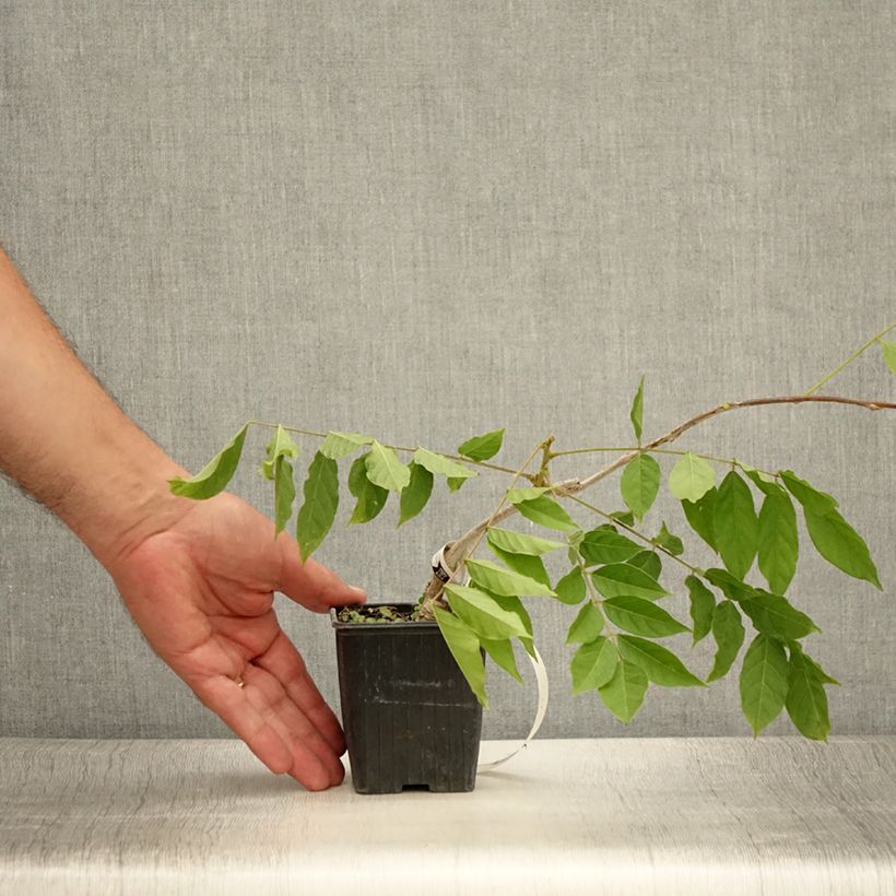 Spécimen de Glycine de Chine - Wisteria sinensis Godet de 8/9 cm tel que livré en été