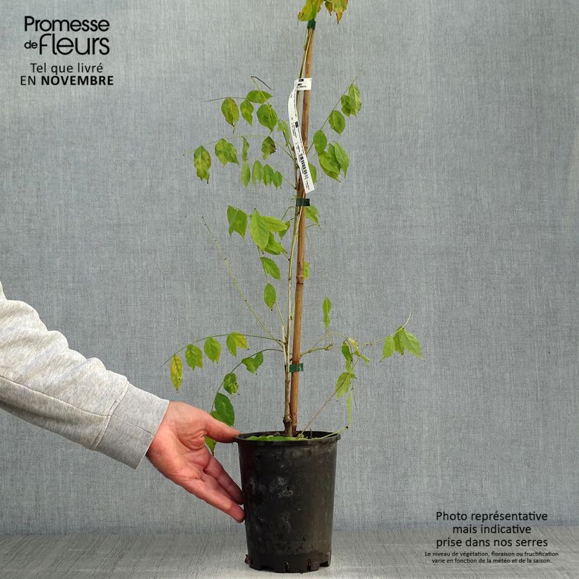 Spécimen de Glycine de Chine - Wisteria sinensis Pot de 2L/3L, Plant greffé de + de 18 mois tel que livré en automne