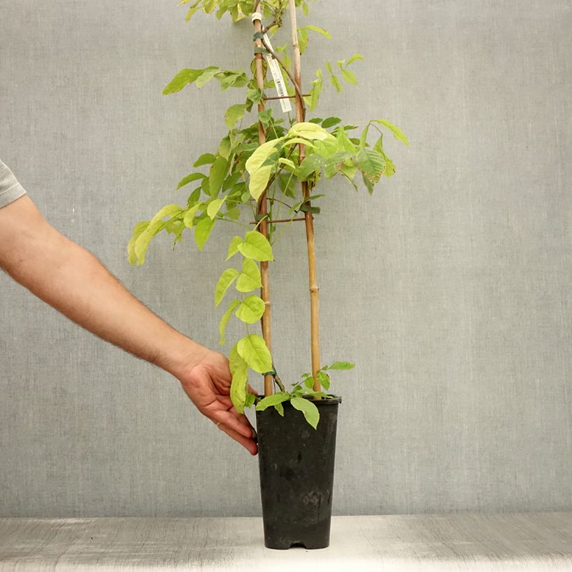 Spécimen de Glycine de Chine - Wisteria sinensis Pot de 2L/3L, Plant greffé de + de 18 mois tel que livré en été