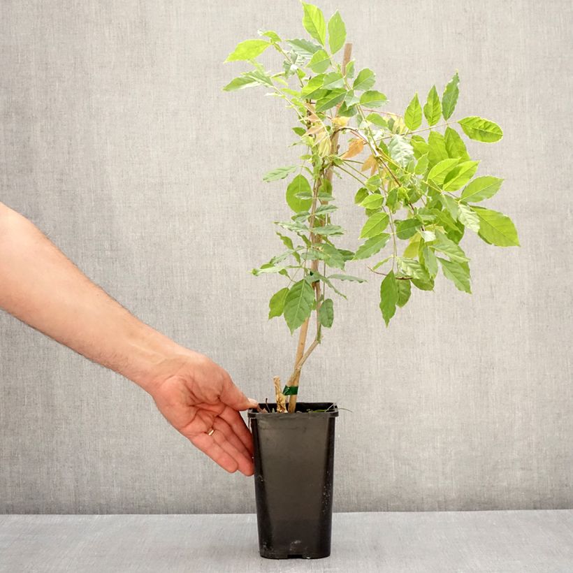 Spécimen de Glycine de Formose - Wisteria formosa Pot de 1,5L/2L tel que livré au printemps