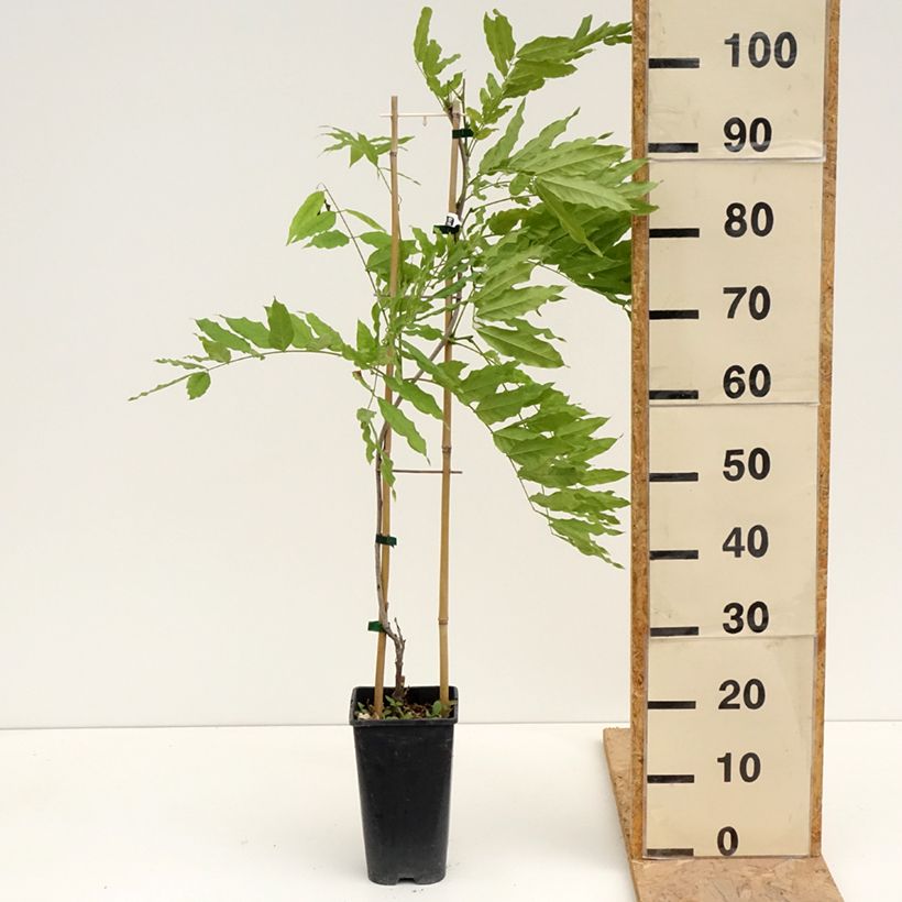 Spécimen de Glycine de Formose - Wisteria formosa Pot de 3L/4L tel que livré au printemps