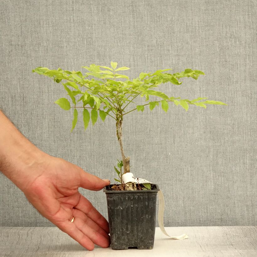 Spécimen de Glycine du Japon - Wisteria floribunda Alba Godet de 8/9 cm tel que livré en été