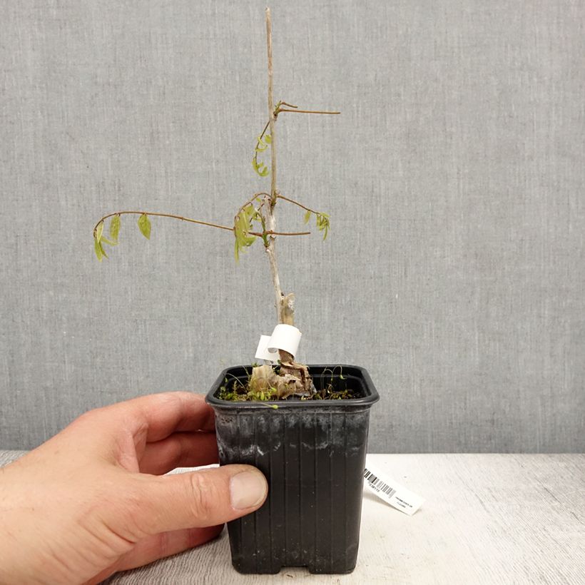 Spécimen de Glycine du Japon - Wisteria floribunda Alba en godet de 9cm tel que livré au printemps