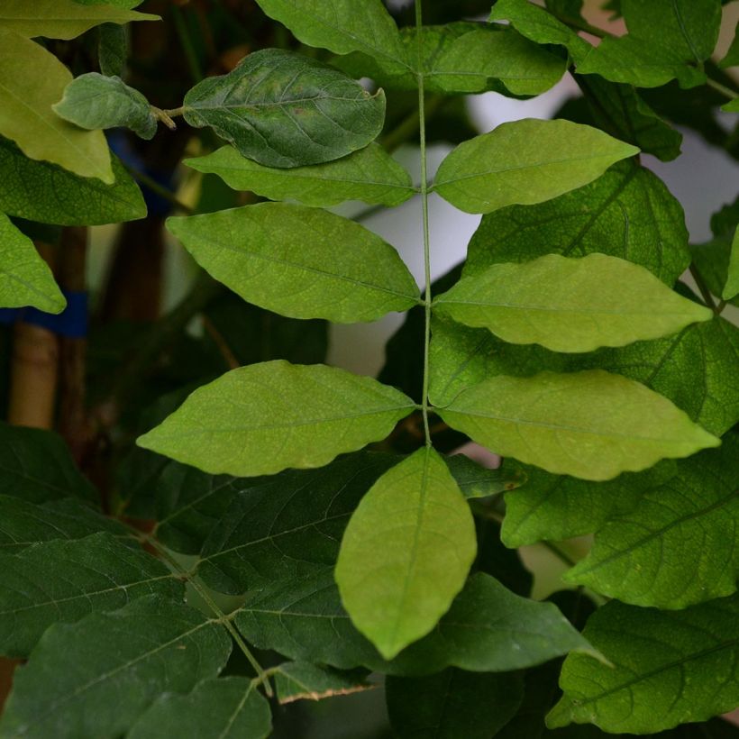 Glycine du Japon - Wisteria floribunda Domino ou Issai (Feuillage)